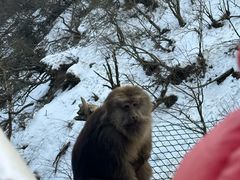 -峨眉山风景名胜区