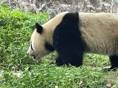 -都江堰中华大熊猫苑