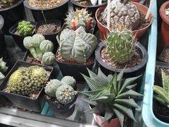 -万商花鸟市场