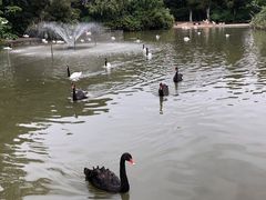 -广州长隆飞鸟乐园