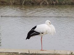 -盐城丹顶鹤湿地生态旅游区