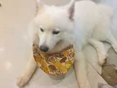 -共舞时光猫咖·狗咖(新街口店)