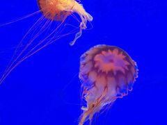 -上海海洋水族馆