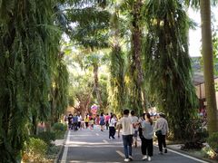 -广东茂名森林公园