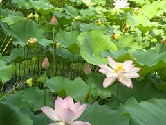 -上海滨江森林公园