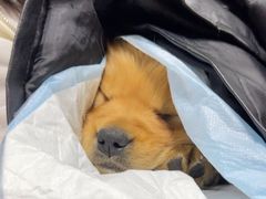 -瑞派福兴宠物医院犬猫全科·骨科·中西医结合(河东店)