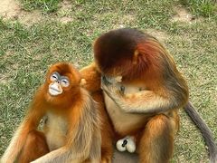 -西霞口神雕山野生动物世界