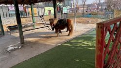 -萌宠亲子动物乐园(槐房万达店)