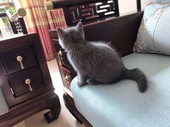 -宠福鑫康馨动物医院·骨科·眼科