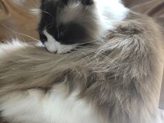 -李小姐の猫咖啡馆(五角场店)