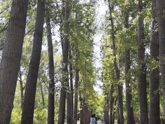 -晋祠公园