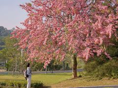 -东莞植物园