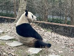 -都江堰中华大熊猫苑