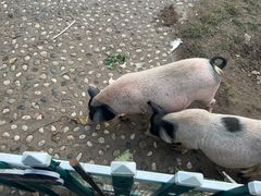 -哈尔滨北方森林动物园