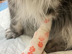 -德元·美联众合24小时动物医院(总院)