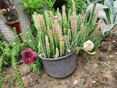 -北京植物园-展览温室
