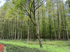 -东平国家森林公园