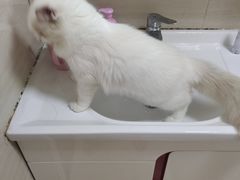 -宠颐生宠物医院·心肾内科·猫专科诊疗中心宠巢店