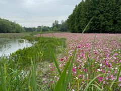 -溱湖国家湿地公园