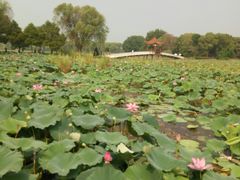 -洪湖生态旅游区