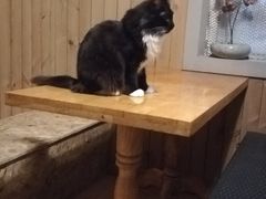 -猫色咖啡·猫咖