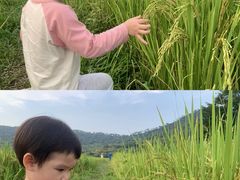 -艾米稻香小镇