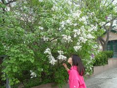 -皇家美孚·蛋糕外送(东部佳世客店)