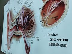 -自然之声助听器·呼吸机(康桥旗舰店)