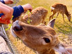 -祥源·阜阳生态乐园