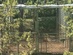 -青藏高原野生动物园