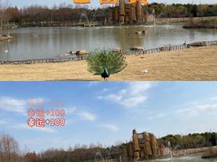 -顾村公园