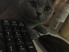 -思宇宠物医院