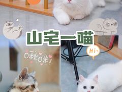 -山宅一喵德文卷毛猫舍