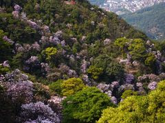 -梧桐山风景名胜区