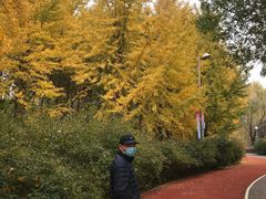 -三里屯东五街银杏大道
