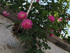 -武清南湖绿博园