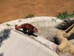 -泉州海丝野生动物世界