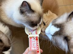 -唐小姐の私宠·宠物洗护美容·撸猫馆·购宠(周浦万达旗舰店)