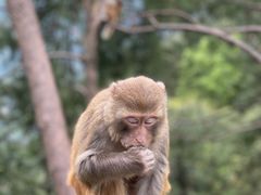 -重庆雨台山风景区