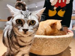 -more than meow吴止猫主题餐厅(承德 中船汇店)