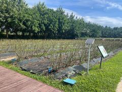 -亚龙湾国际玫瑰谷