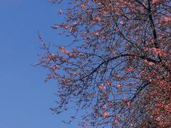 -洛阳市隋唐城遗址植物园