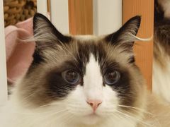 -Catmate·猫肥家润(金润铂宫店)
