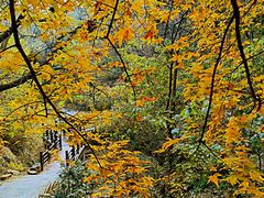 -北京西山国家森林公园