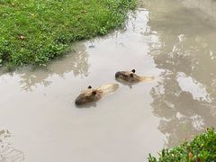 -上海野生动物园