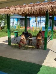 -萌宠亲子动物乐园(槐房万达店)