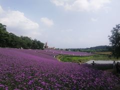 -大塘金香草谷