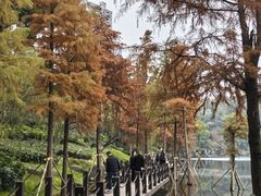 -重庆彩云湖湿地公园