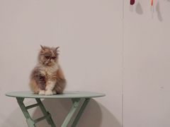 -有猫主题·治愈系猫咖(曾厝垵店)