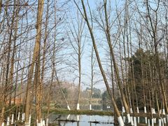 -桤木河湿地公园